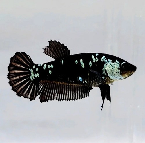 Betta splendens - Siamese fighting fish black mamba female